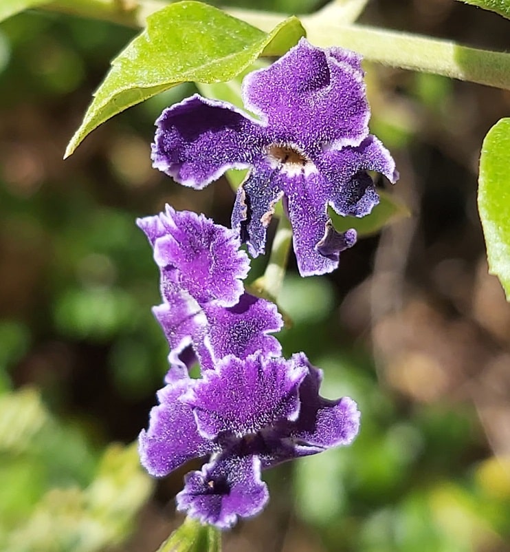 foto de flores violetas